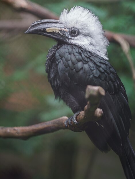 Weißkräuterhornbill