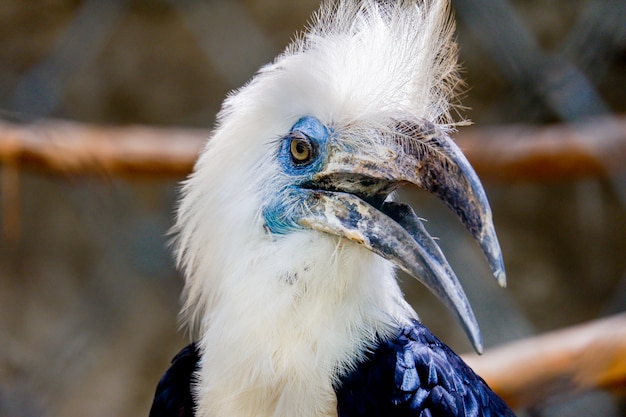 Weißkronenvogelvogel