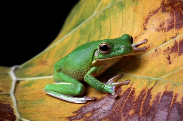 Weißlippenlaubfrosch Litoria infrafrenata auf grünen Blättern