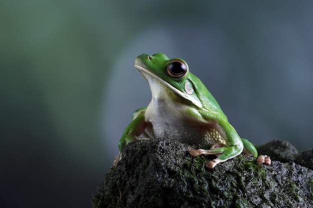 Weißlippenlaubfrosch (Litoria infrafrenata) auf Moos