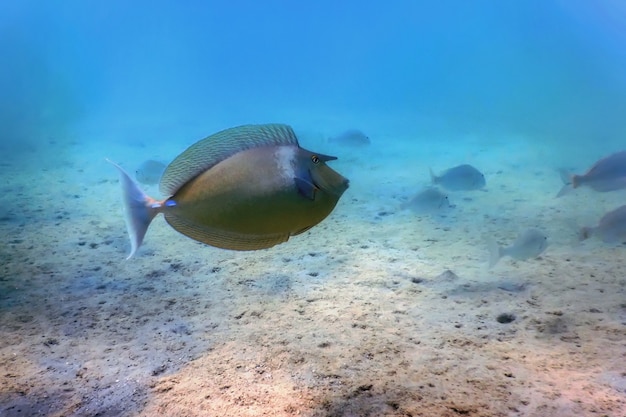 Weißrand-Einhornfisch (Naso annulatus) Tropische Gewässer, Meereslebewesen