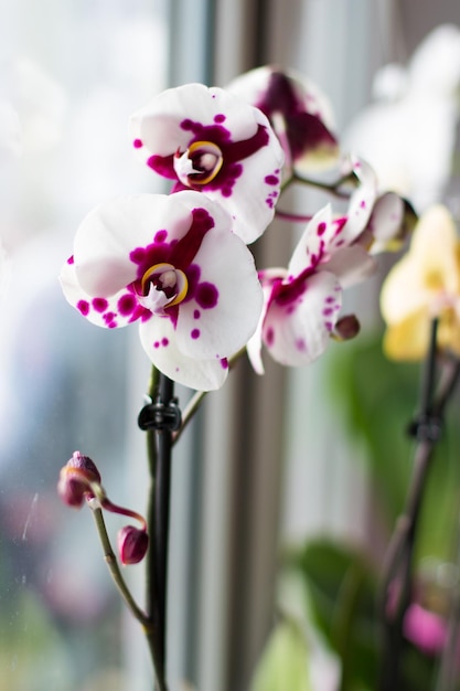 Weißrosa Orchidee auf der Fensterbank im Zimmer