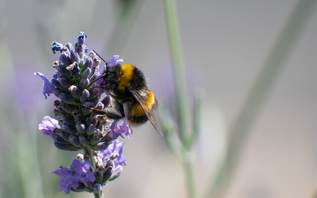 Weißschwanzbiene sammelt von Lavendel