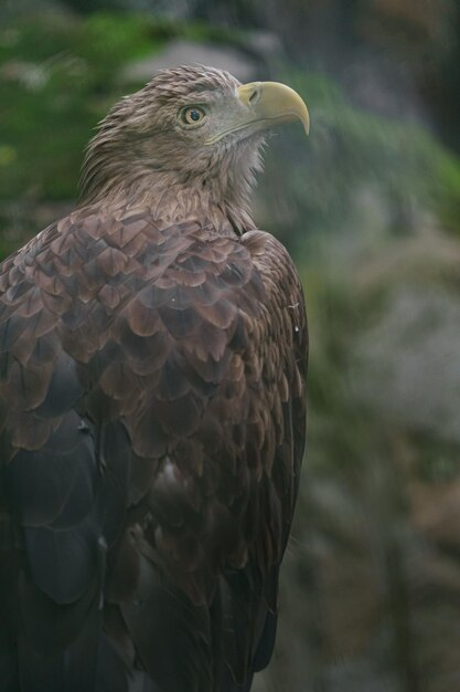 Weißschwanziger Adler