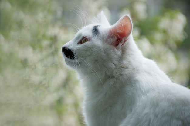 Foto weißschwarze katze sitzt auf der fensterbank