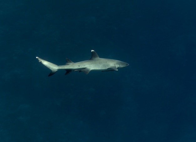 Weißspitzen-Riffhai oder Triaenodon-Obesus, der im Meer schwimmt
