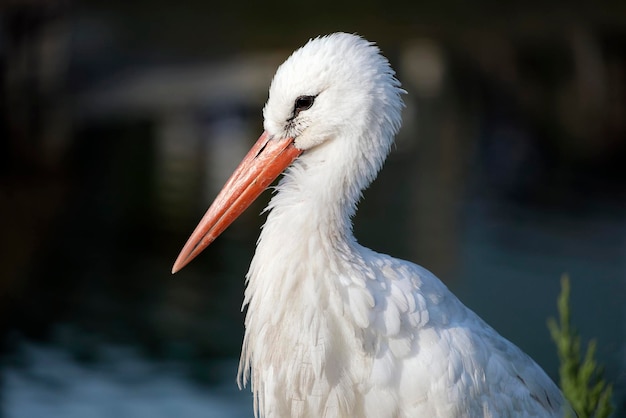 Weißstorch am Wasser, Ciconia ciconia