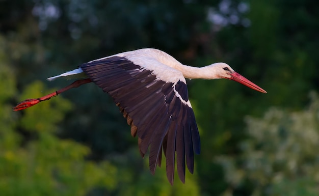 Weißstorch Ciconia ciconia Am frühen Morgen fliegt der Vogel tief über die Wiese