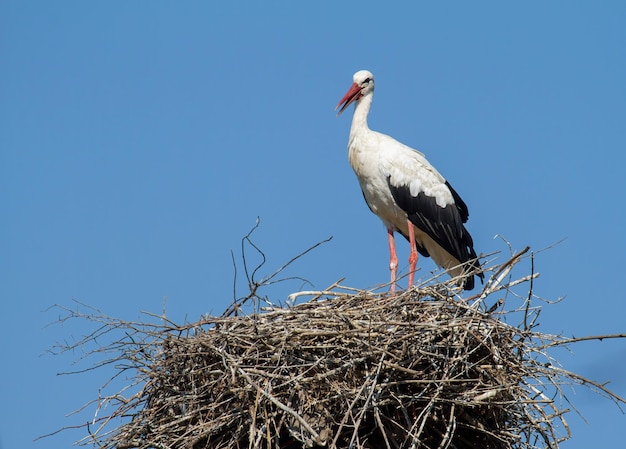 Weißstorch Ciconia ciconia Der Vogel steht auf dem Nest vor dem Hintergrund des Himmels