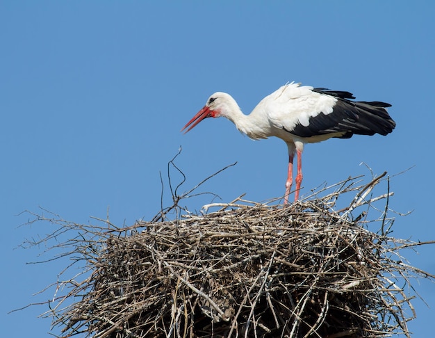 Weißstorch Ciconia ciconia Der Vogel steht auf dem Nest vor dem Hintergrund des Himmels