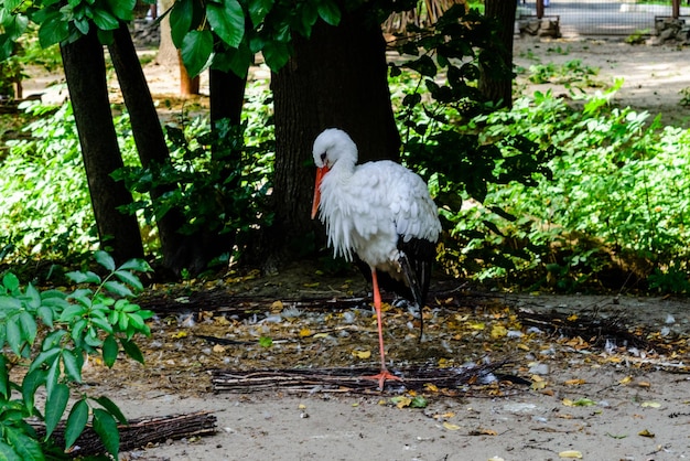 Weißstorch Ciconia ciconia im Park