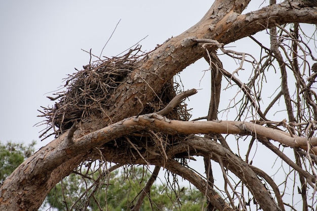 Weißstorch Ciconia Ciconia nisten auf einem Baum