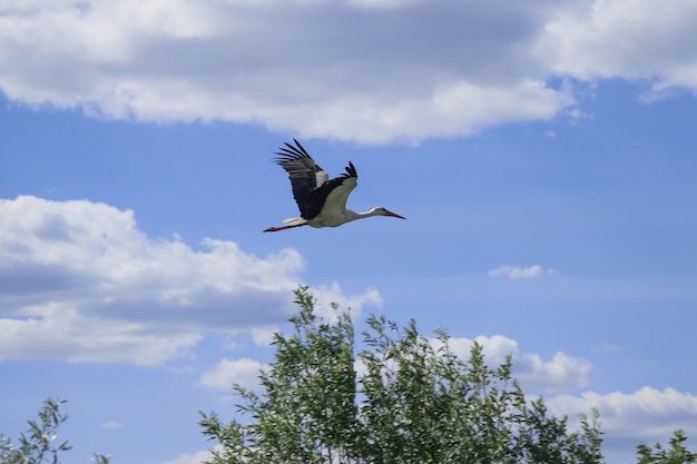 Weißstorch fliegt durch den blauen Himmel an einem sonnigen Tag während des Frühlingsmigrationsfluges