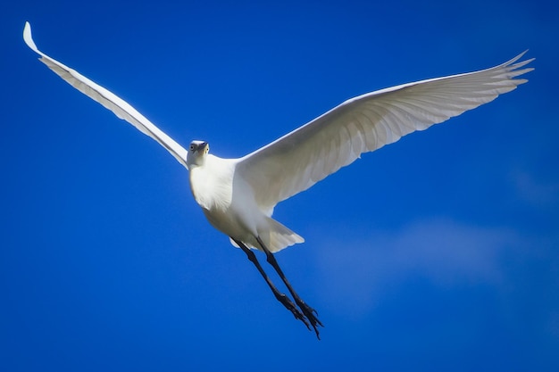 Weißstorch fliegt in den blauen Himmel