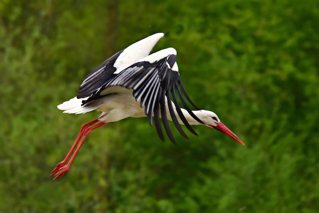 Weißstorch im Gras