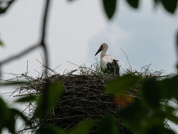 Weißstorch im Nest