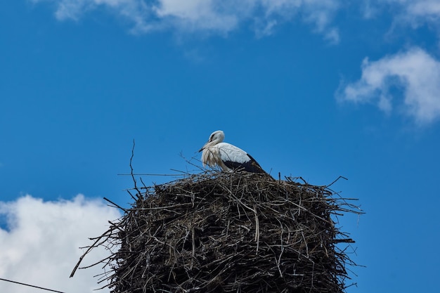 Weißstorch (lat. Ciconia ciconia) steht im Nest und ruht.