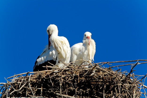 Weißstorch Paar