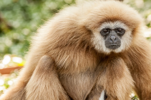 Weißwangenwangengibbon