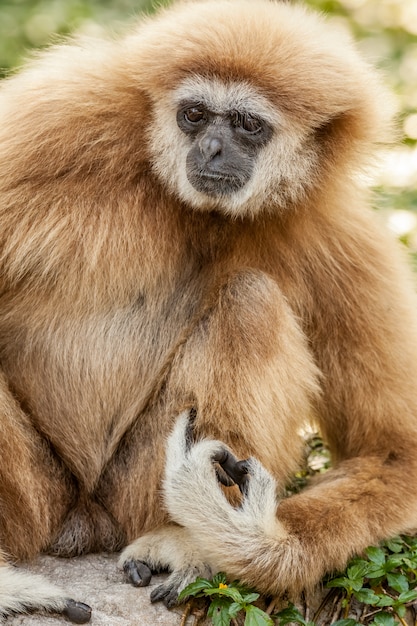 Weißwangenwangengibbon