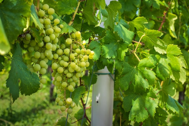 Weißweintrauben im Weinberg