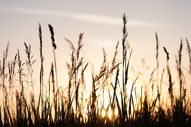 Weizen-, Blumen- und Rasenfläche auf Sonnenuntergang. Natürlicher Sommerhintergrund.