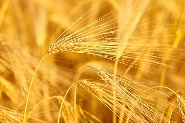 Weizen im Feld auf unscharfer Hintergrundnahaufnahme