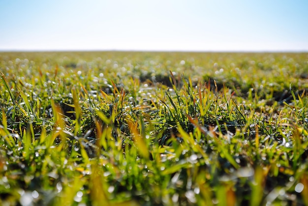 Weizen im Feld Landwirtschaftshintergrund Grünes Feld des jungen Weizens im Winter