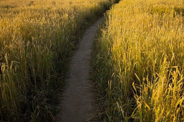 Weizen-Roggen-Feld Ohren der goldenen Roggenweizen Nahaufnahme Ländliche Landschaften unter Sonnenlicht Reiches Erntekonzept Frische junge unreife saftige Ährchen Hafer-Roggen-Weizen Gerste Sommerernte Nahaufnahme