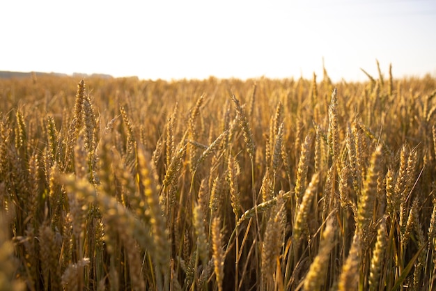 Weizen-Roggen-Feld Ohren der goldenen Roggenweizen Nahaufnahme Ländliche Landschaften unter Sonnenlicht Reiches Erntekonzept Frische junge unreife saftige Ährchen Hafer-Roggen-Weizen Gerste Sommerernte Nahaufnahme