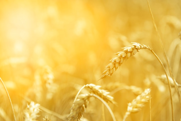 Weizen - Schließen Sie das Weizenfeld. Weizen als Hintergrund. Weizen im Sonnenlicht