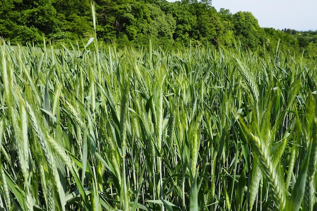 Weizen wächst auf dem Feld Triticum-Weizen ist eine Gattung krautiger einjähriger Pflanzen der Familie der Gräser oder Poaceae eine führende Getreideernte Fruska Gora Serbien Landwirtschaft und Landleben Broternte