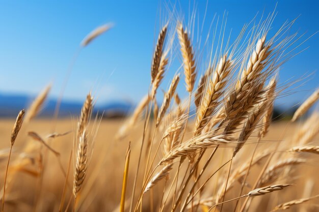 Weizen wächst auf einem Feld mit einem blauen Himmel im Hintergrund