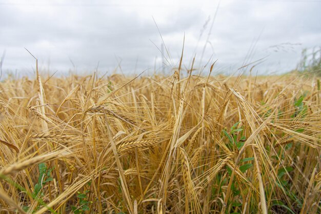 Weizenähren auf dem Feld