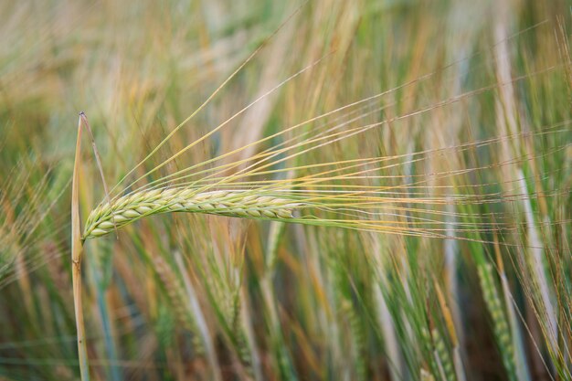 Weizenähren auf dem Feld