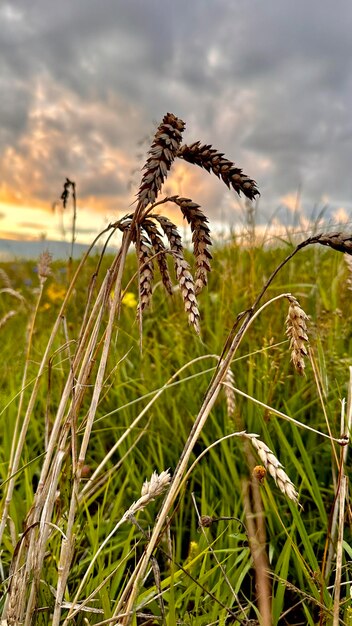 Weizenähren auf dem Feld