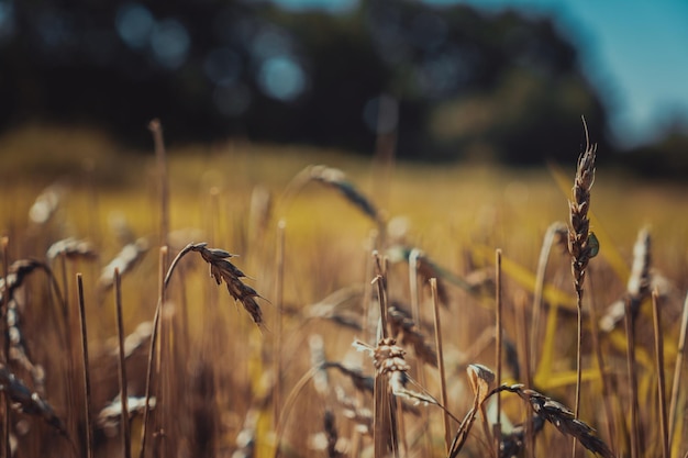 Weizenähren auf dem Feld