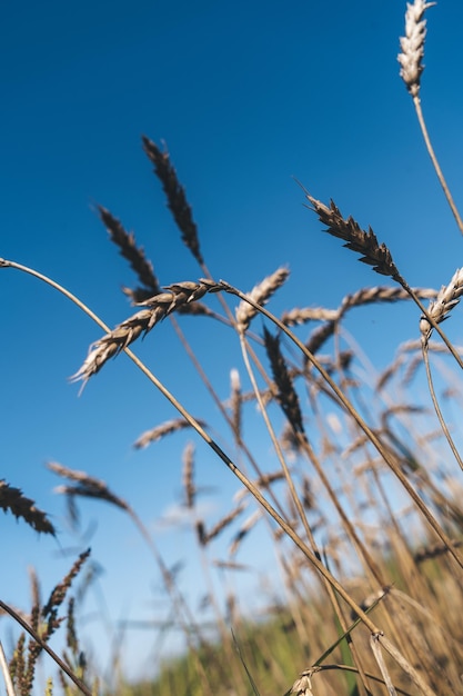 Weizenähren auf dem Feld