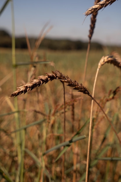 Weizenähren auf dem Feld