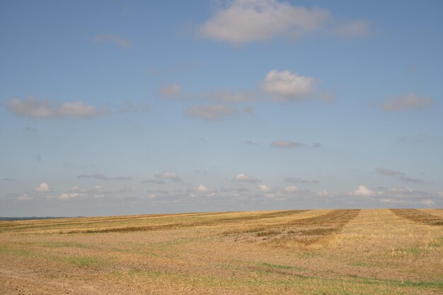 Weizenähren auf dem Feld