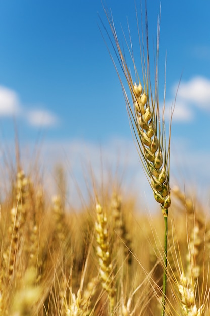 Weizenähren auf einem Feld