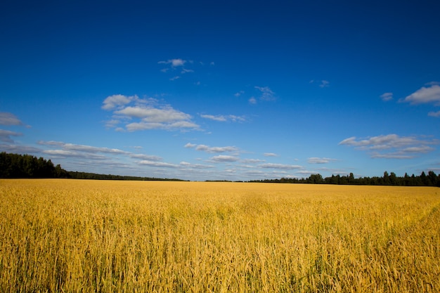 Weizenähren der frischen Ernte an einem sonnigen Sommertag