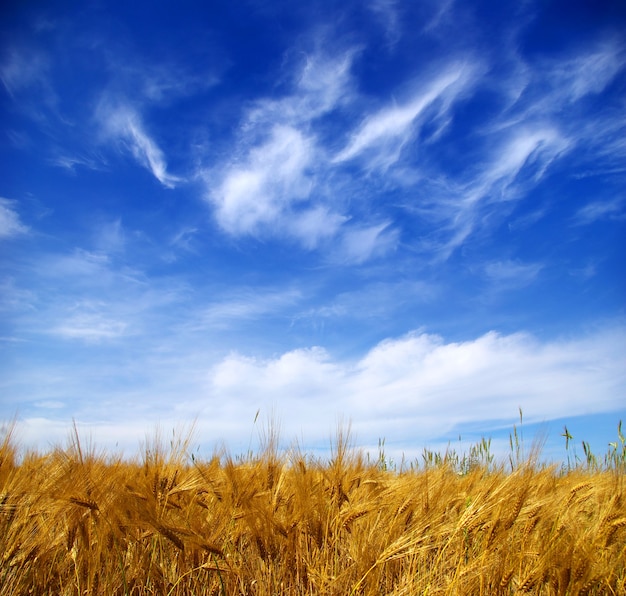 Weizenähren gegen den blauen Himmel