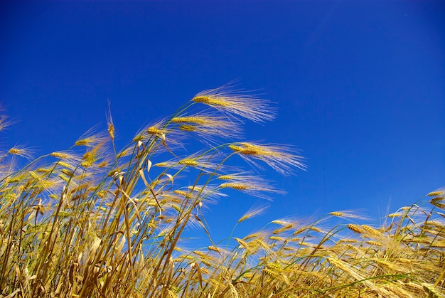 Weizenähren gegen den blauen Himmel