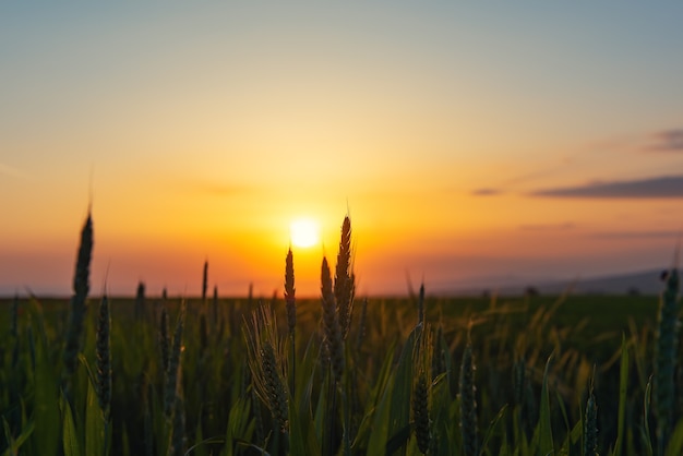 Weizenähren gegen den Sonnenuntergangshimmel