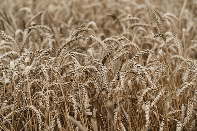 Weizenähren gereiftes Brot Produktion Weizenanbau