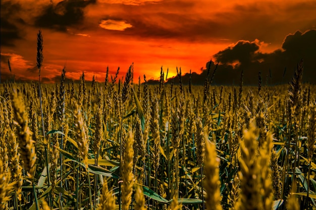 Foto weizenähren in den strahlen des sonnenuntergangs