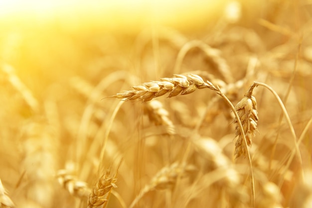 Weizenähren Nahaufnahme Weizenfeld an einem Sommertag Erntezeit