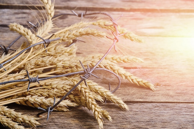 Foto weizenähren sind mit stacheldraht verheddert