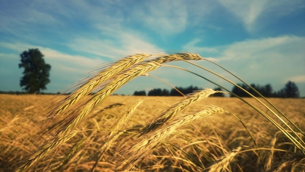 Weizenernte mit Himmel im Hintergrund